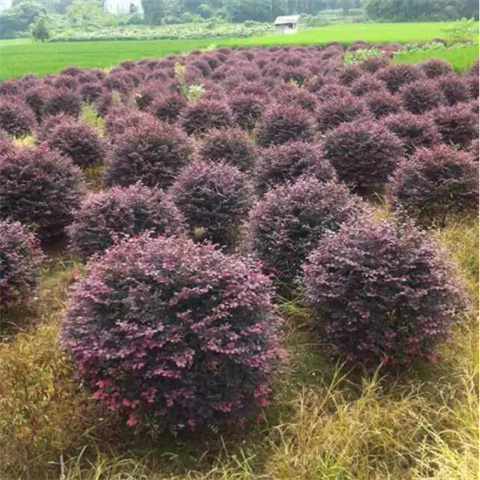 红花继木球别墅庭院绿化苗木四季常青花卉灌木盆景红花檵木绿篱苗