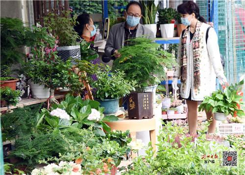 气温回升 荆州市花卉苗木市场人气渐涨